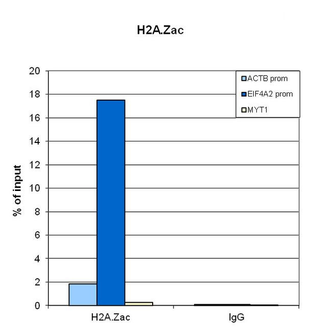 H2A.Zac pan-acetyl (K4,K7,K11) Antibody in ChIP Assay (ChIP)