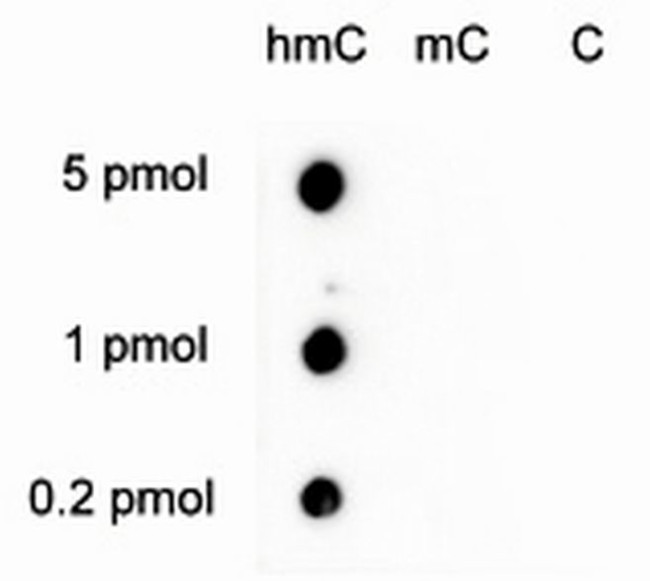 5-hydroxymethylcytosine Antibody in Peptide array (ARRAY)