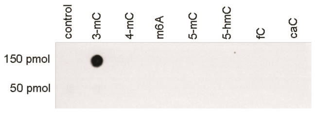 3-Methylcytosine Antibody in Peptide array (ARRAY)