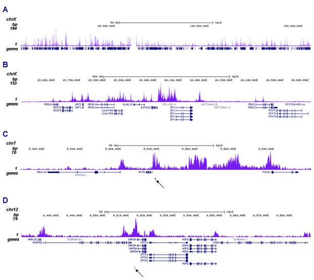 H2BK12ac Antibody in ChIP-Sequencing (ChIP-seq)