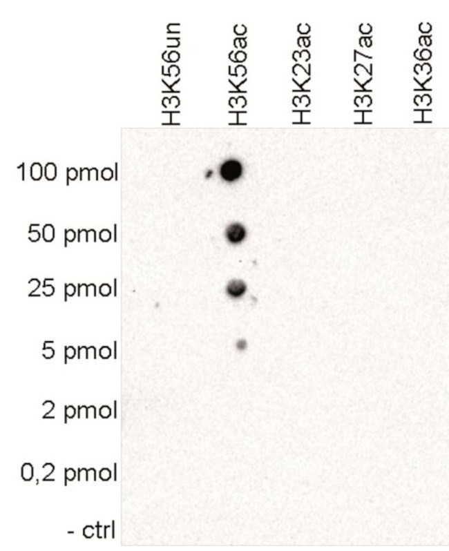 H3K56ac Antibody