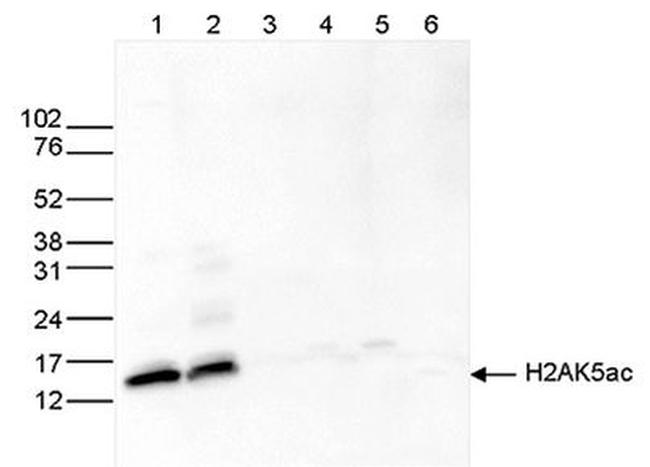 H2AK5ac Antibody in Western Blot (WB)