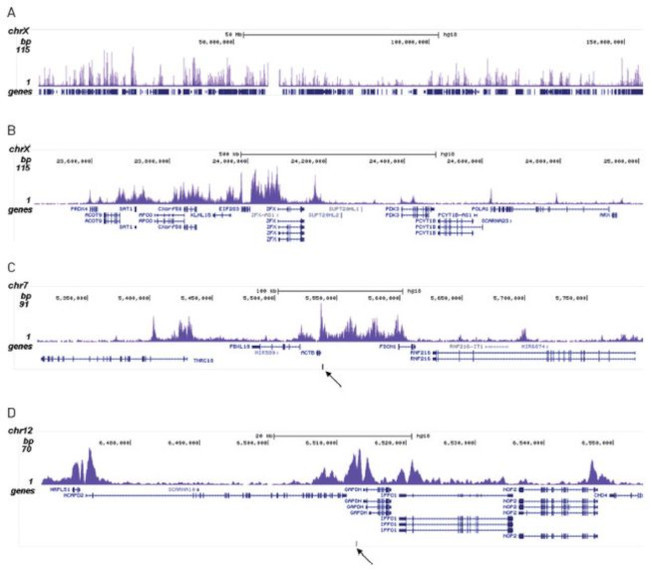 H2AK5ac Antibody in ChIP-Sequencing (ChIP-seq)