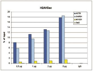 H2AK5ac Antibody in ChIP Assay (ChIP)