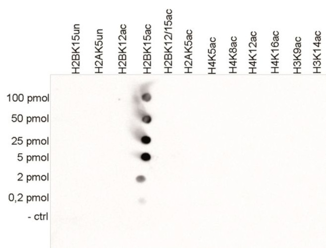 H2BK15ac Antibody in Peptide array (ARRAY)