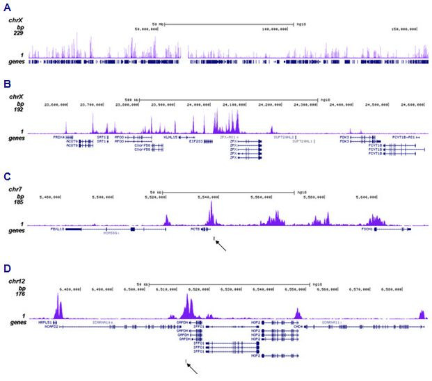 H2BK15ac Antibody in ChIP-Sequencing (ChIP-seq)