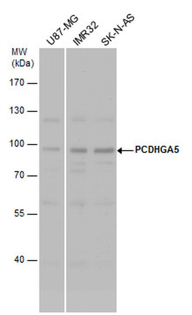 PCDHGA5 Antibody in Western Blot (WB)