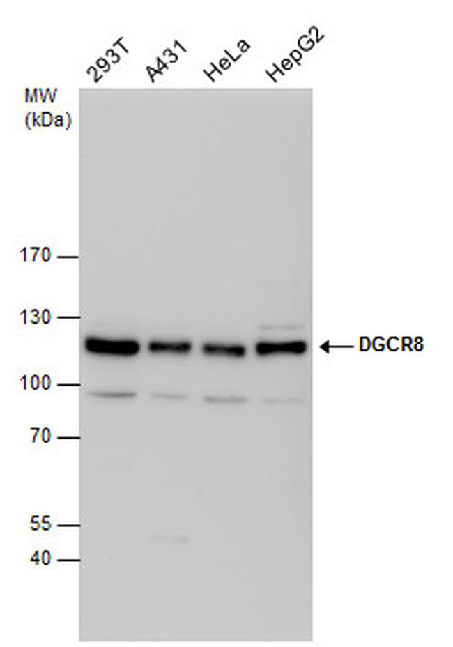 DGCR8 Antibody in Western Blot (WB)