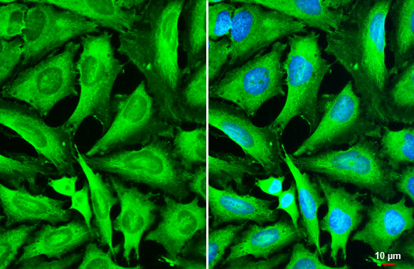 STX17 Antibody in Immunocytochemistry (ICC/IF)