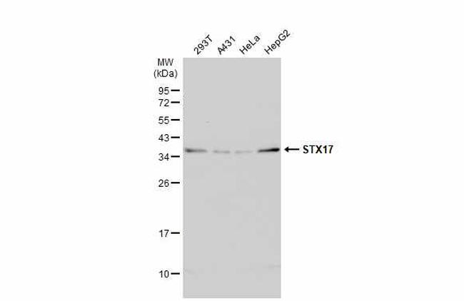 STX17 Antibody in Western Blot (WB)