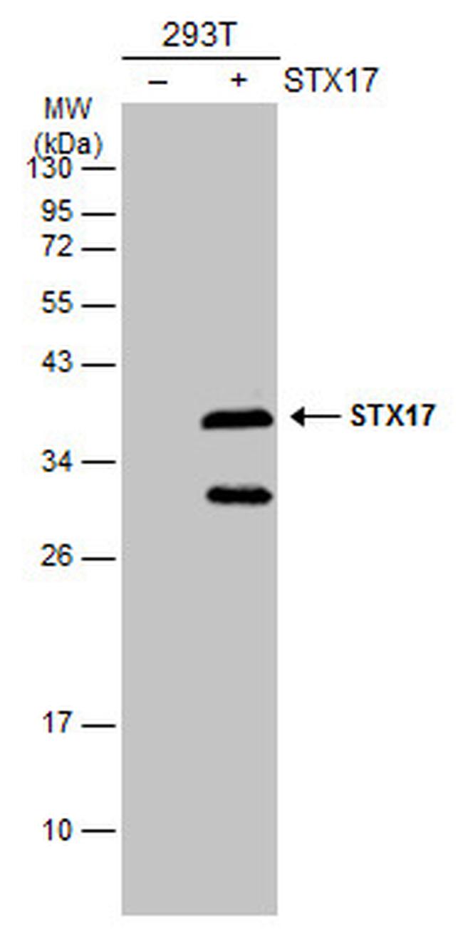 STX17 Antibody in Western Blot (WB)