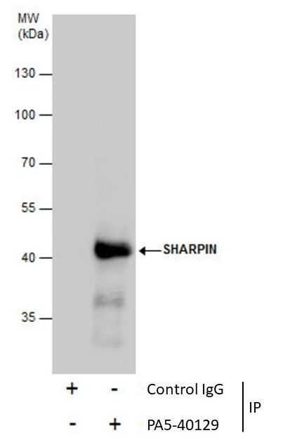 SHARPIN Antibody in Immunoprecipitation (IP)