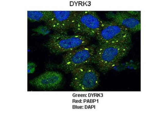 DYRK3 Antibody in Immunocytochemistry (ICC/IF)