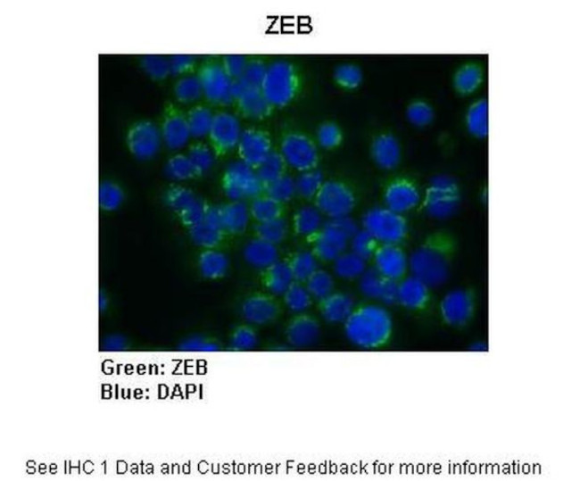 ZEB1 Antibody in Immunocytochemistry (ICC/IF)