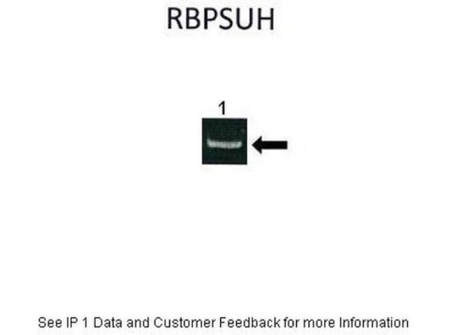 RBPJ Antibody in Immunoprecipitation (IP)