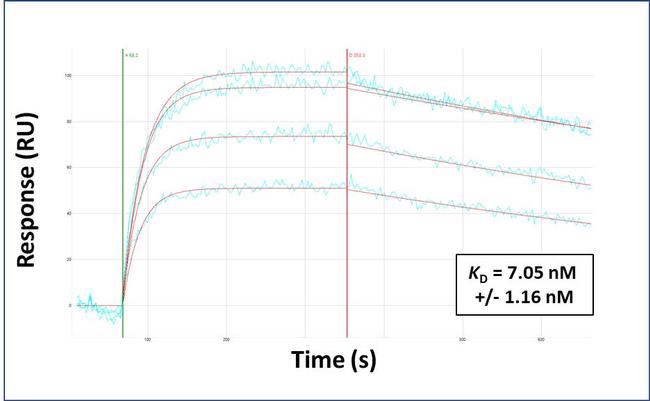 IRF9 Antibody in Surface plasmon resonance (SPR)