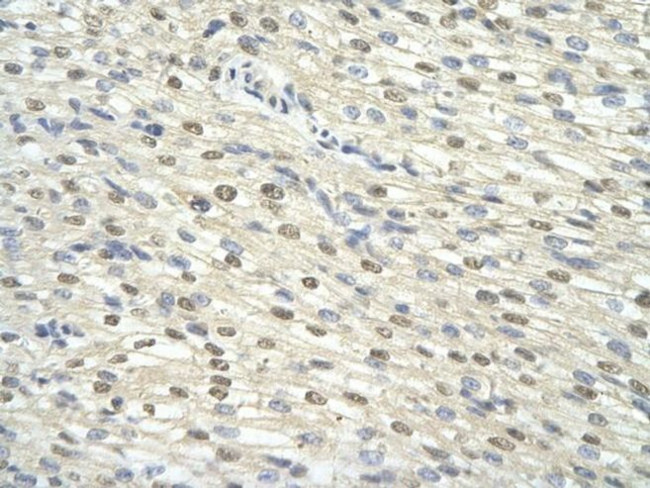 GTF2H3 Antibody in Immunohistochemistry (Paraffin) (IHC (P))