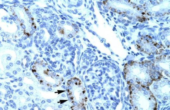 TCFL5 Antibody in Immunohistochemistry (IHC)