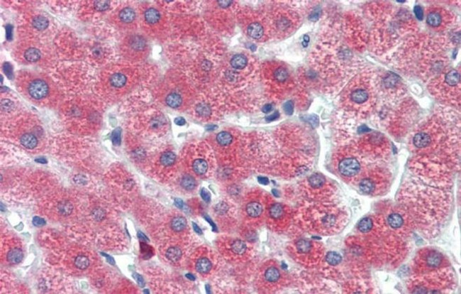 DBP Antibody in Immunohistochemistry (IHC)