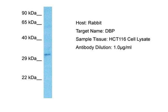 DBP Antibody in Western Blot (WB)