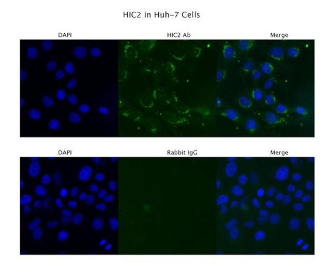 HIC2 Antibody in Immunocytochemistry (ICC/IF)