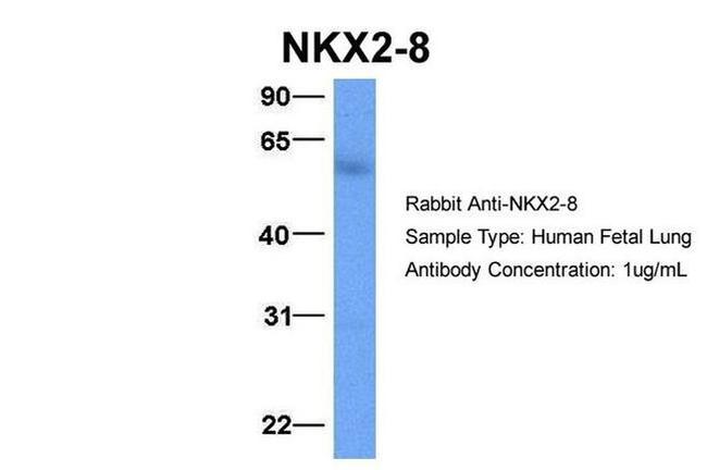 Nkx2.8 Antibody in Western Blot (WB)