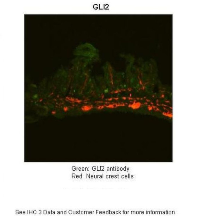 GLI2 Antibody in Immunohistochemistry (Paraffin) (IHC (P))