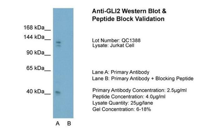 GLI2 Antibody in Western Blot (WB)