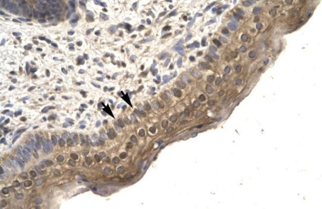 TFCP2L1 Antibody in Immunohistochemistry (IHC)