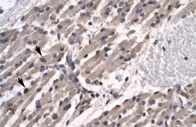 TFCP2L1 Antibody in Immunohistochemistry (IHC)