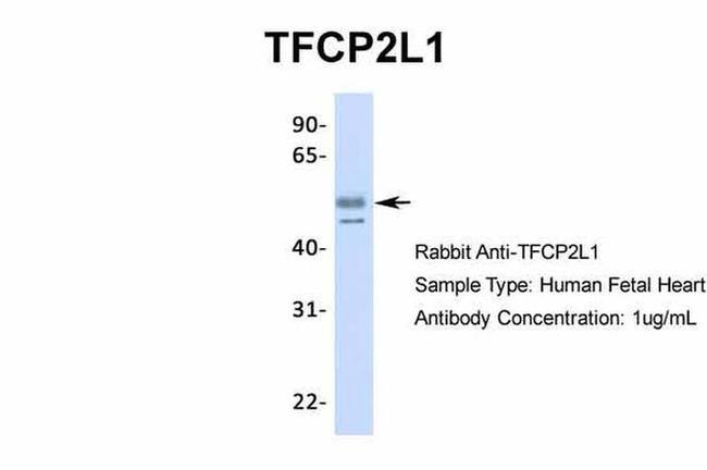 TFCP2L1 Antibody in Western Blot (WB)