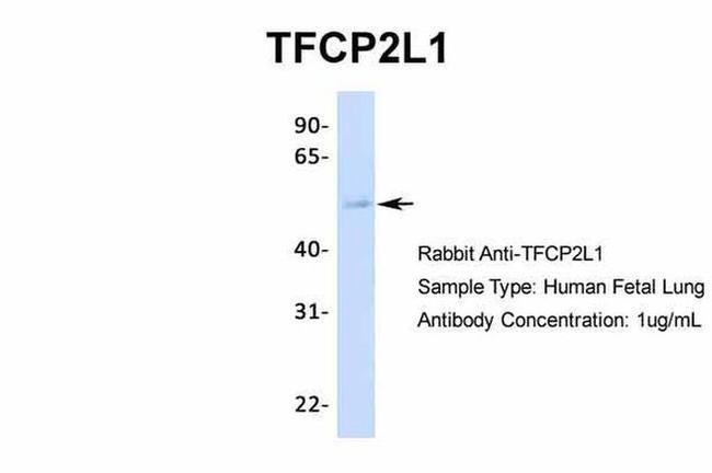 TFCP2L1 Antibody in Western Blot (WB)