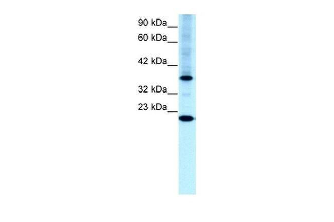 TFCP2L1 Antibody in Western Blot (WB)