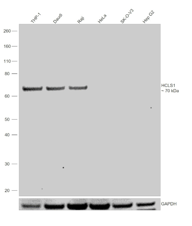 HCLS1 Antibody in Western Blot (WB)