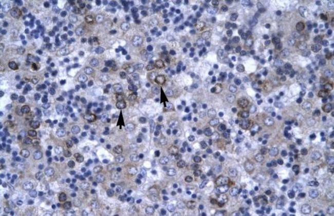 DBP Antibody in Immunohistochemistry (IHC)