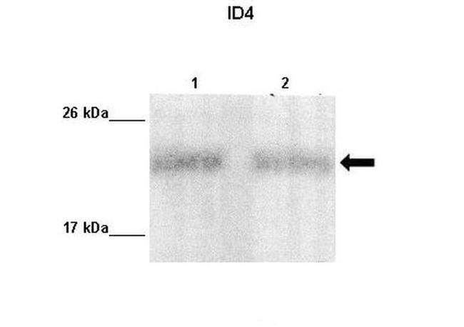 ID4 Antibody in Western Blot (WB)