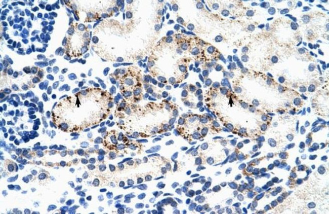 BMP-7 Antibody in Immunohistochemistry (IHC)