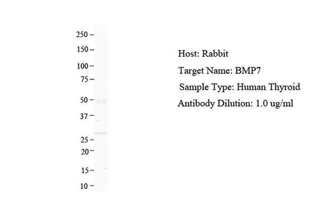 BMP-7 Antibody in Western Blot (WB)