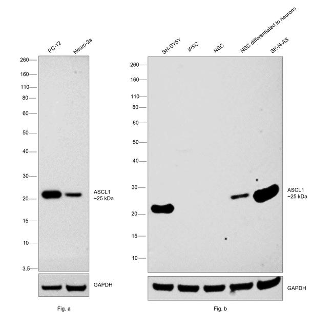 ASCL1 Antibody in Western Blot (WB)