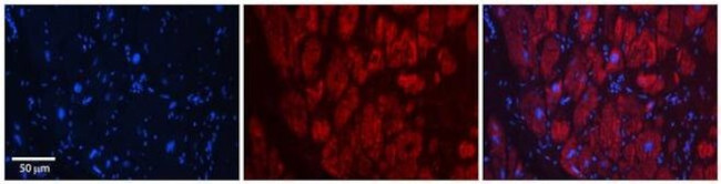 SIX1 Antibody in Immunohistochemistry (Paraffin) (IHC (P))