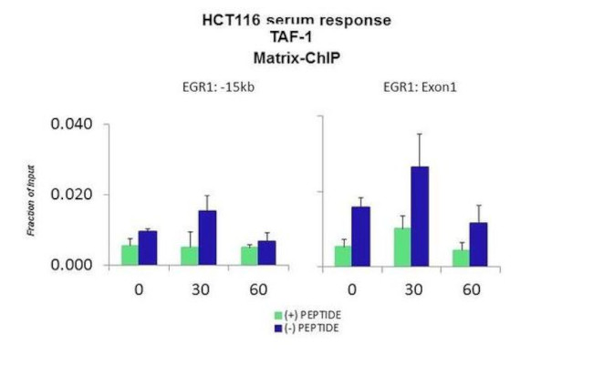 TAF1 Antibody in ChIP Assay (CHIP)