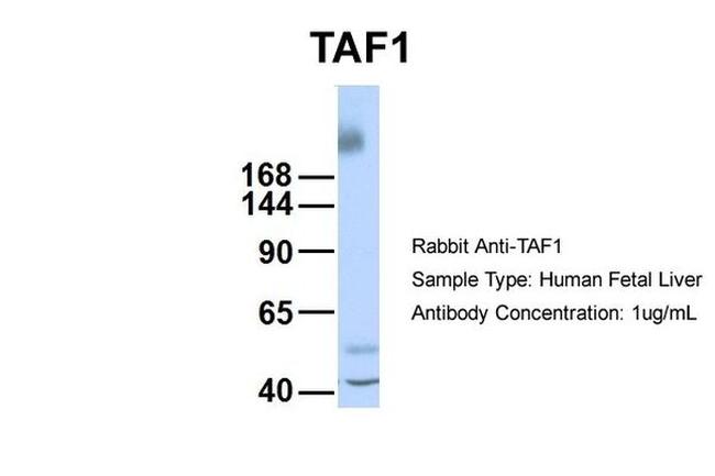 TAF1 Antibody in Western Blot (WB)