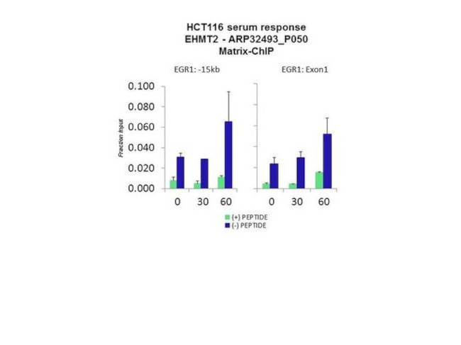 EHMT2 Antibody in ChIP Assay (CHIP)