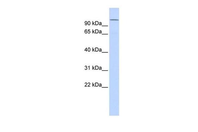 NPAS4 Antibody in Western Blot (WB)