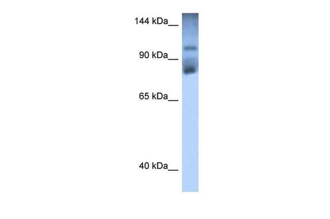 HIPK2 Antibody in Western Blot (WB)