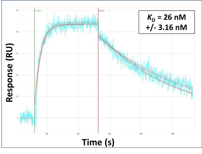 Lass2 Antibody in Surface plasmon resonance (SPR)