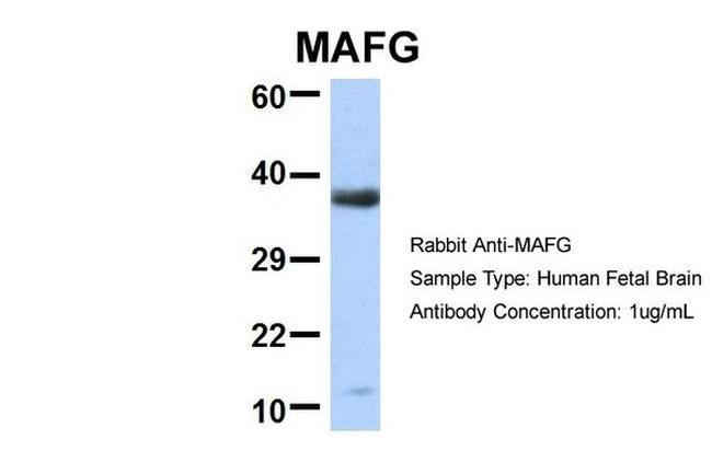 MAFG Antibody in Western Blot (WB)