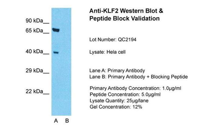 KLF2 Antibody in Western Blot (WB)