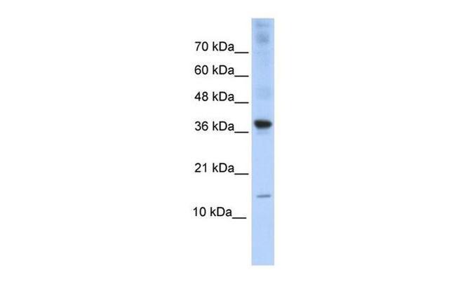 BATF Antibody in Western Blot (WB)