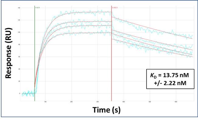 SOX18 Antibody in Surface plasmon resonance (SPR)